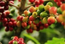 Yara e IAC obtém bons resultados em pesquisa com fertilizantes foliares em café e citros