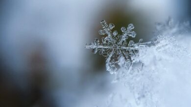 Frio pode levar Mosaic a paralisar fábrica nos EUA